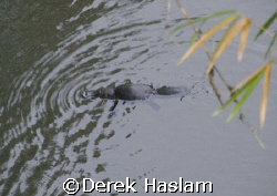 Duck-billed platypus. Queensland. D200, 18- 200mm. by Derek Haslam 